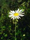 Alone chamomile Royalty Free Stock Photo