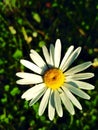 Alone chamomile Royalty Free Stock Photo