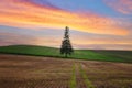 Alone Christmas tree on the field in Autumn at sunset in Biei town