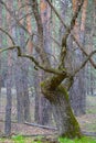 Alone closeup oak tree in forest Royalty Free Stock Photo