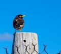 Alone Common Myna Bird Perching On Wood With Blue Sky At The Background.
