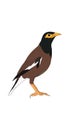 Alone common myna bird. Vector