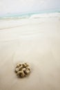 Alone coral rock beach Royalty Free Stock Photo