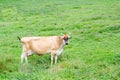 Alone cow eating grass in green pasture Royalty Free Stock Photo