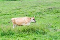 Alone cow eating grass in green pasture Royalty Free Stock Photo