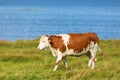 Alone Cow walking on the beach meadow Royalty Free Stock Photo