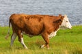 Alone Cow walking on the beach meadow by the lake Royalty Free Stock Photo