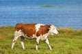 Cow walking on the beach meadow by the lake Royalty Free Stock Photo