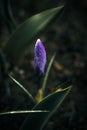 Alone crocus in the dark Royalty Free Stock Photo