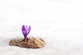 Alone crocus flower in snow Royalty Free Stock Photo