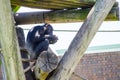 Alone Cute chimpanzee monkey feeding itself with some vegetable.