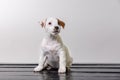 Alone cute pug dog sad and sit on beach chair. Copy spase Royalty Free Stock Photo