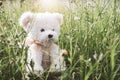 alone cute white Toy Teddy bear doll in forest flowers.