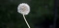 Alone dandelion in field Royalty Free Stock Photo