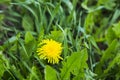 Alone dandelion in green grass Royalty Free Stock Photo