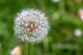 A alone dandelion ready to have it`s seeds blown away Royalty Free Stock Photo