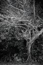 Alone Dark tree black and white