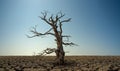 Alone dead dry tree in severe drought desert Royalty Free Stock Photo