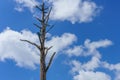 Alone dead tree or Dry tree branches against a blue sky with clouds Royalty Free Stock Photo