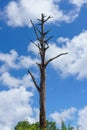 Alone dead tree or Dry tree branches against a blue sky with clouds Royalty Free Stock Photo