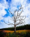 Alone Dead Tree on the highway Royalty Free Stock Photo