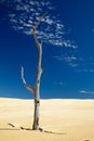 Alone dead tree in sand