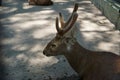 Alone deer in the zoo