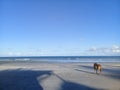 Alone dog on the beach Royalty Free Stock Photo