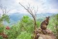 Alone dog on the rock of mountain cliff look at the forest tree. Royalty Free Stock Photo