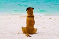 Alone dog sit on the beach Royalty Free Stock Photo