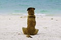 Alone dog sit on the beach Royalty Free Stock Photo