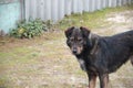 Alone dog on the street at residental house fence. Stray black dog is implored for some foods