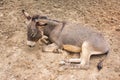 Alone donkey got sick and crying in a farm