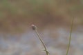 Alone dreamy blurry & soft focus of little pink grass flower. Royalty Free Stock Photo