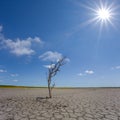 alone dry tree branch stay among cracked saline land at hot sunny day Royalty Free Stock Photo