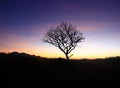 Alone dry tree on mountain Royalty Free Stock Photo