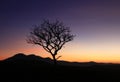 Alone dry tree on mountain Royalty Free Stock Photo