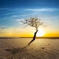 Alone dry tree among saline cracked lands at the sunset Royalty Free Stock Photo