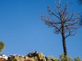 Alone dry tree on white cliff rocks view from down Royalty Free Stock Photo