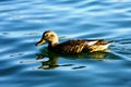 Alone duck (anatidae)