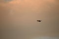 Alone duck flying under a cloudy late evening sky