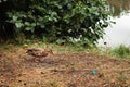 Alone duck on the river bank with plastic garbage. Mallard on the lake shore in autumn season. Wild bird in nature. Royalty Free Stock Photo