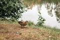 Alone duck on the river bank with plastic garbage. Mallard on the lake shore in autumn season. Wild bird in nature. Royalty Free Stock Photo