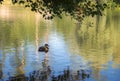 Alone duck on the river. Single bird near riverbank. Mallard on the lake in autumn season. Swimming wildfowl.