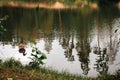 Alone duck on the river. Single bird near riverbank. Mallard on the lake in autumn season. Swimming wildfowl.