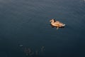 Alone duck on the river. Single bird near riverbank. Mallard on the lake in autumn season. Swimming wildfowl.