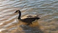Alone Duck swimming in a lake Norman in North Carolina