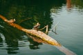 Alone duck on tree trunk on the river. Single bird near riverbank. Mallard on the lake in autumn season. Swimming wildfowl.