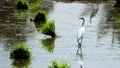 Alone Eastern Cattle Egret