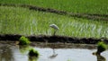 Alone Eastern Cattle Egret